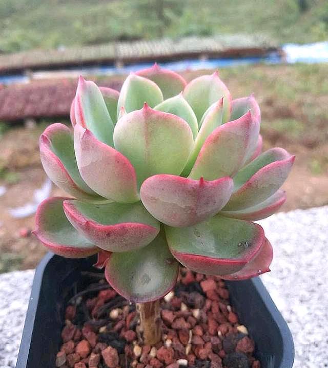 多肉植物怎么修根快呢,多肉植物修根怎么又快又干净