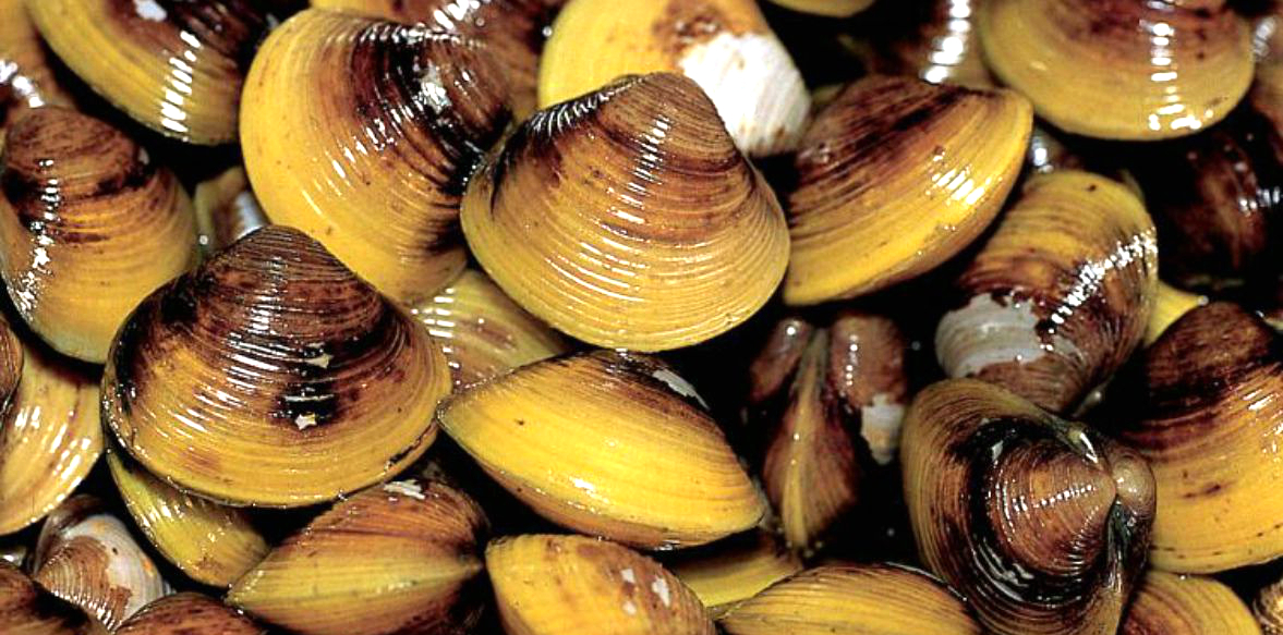 海边贝类种类,各种贝类的名称