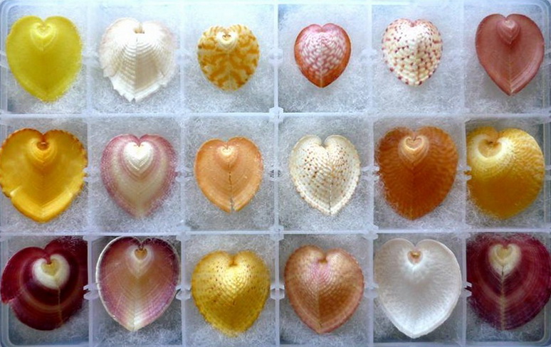 海边贝类种类,各种贝类的名称