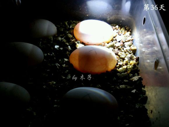 草龟繁殖经验分享孵蛋40天破壳,草龟养殖日记从幼苗开始