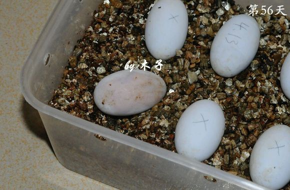 草龟繁殖经验分享孵蛋40天破壳,草龟养殖日记从幼苗开始