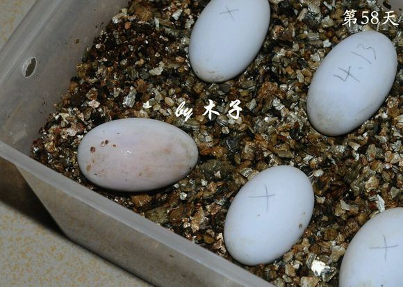 草龟繁殖经验分享孵蛋40天破壳,草龟养殖日记从幼苗开始