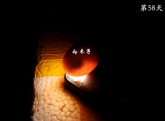 草龟繁殖经验分享孵蛋40天破壳,草龟养殖日记从幼苗开始