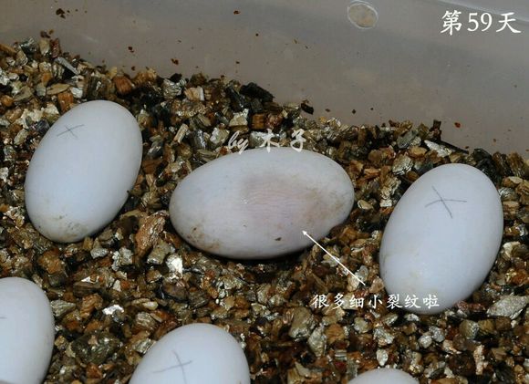 草龟繁殖经验分享孵蛋40天破壳,草龟养殖日记从幼苗开始