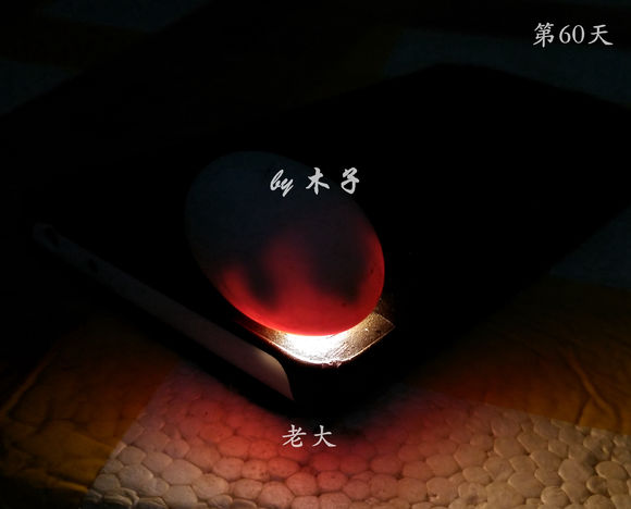 草龟繁殖经验分享孵蛋40天破壳,草龟养殖日记从幼苗开始