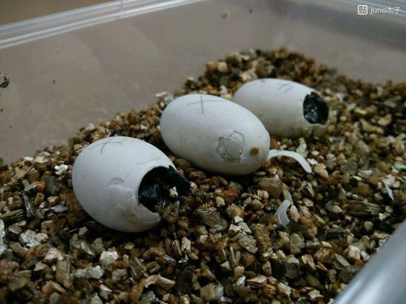 自己养的草龟怎么孵化草龟蛋,自家养的草龟如何产蛋