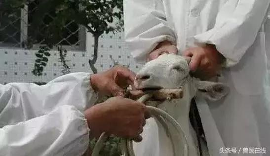 看图羊病,看图学经络