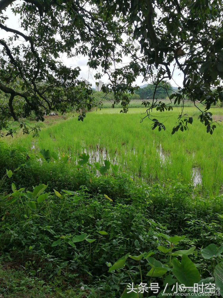 故人具鸡黍邀我至田家邀的意思,故人具鸡黍邀我至田家什么意思