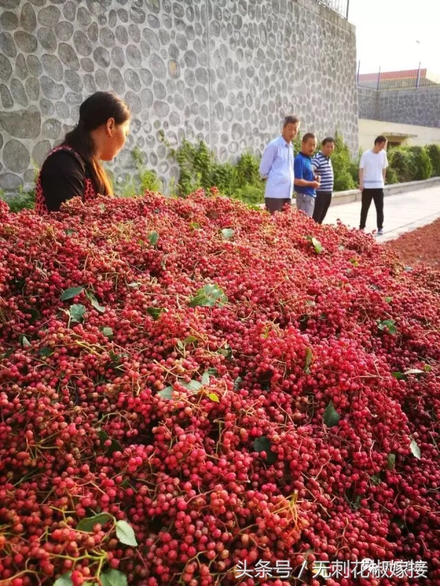 花椒35一斤便宜吗 (花椒150块一公斤)