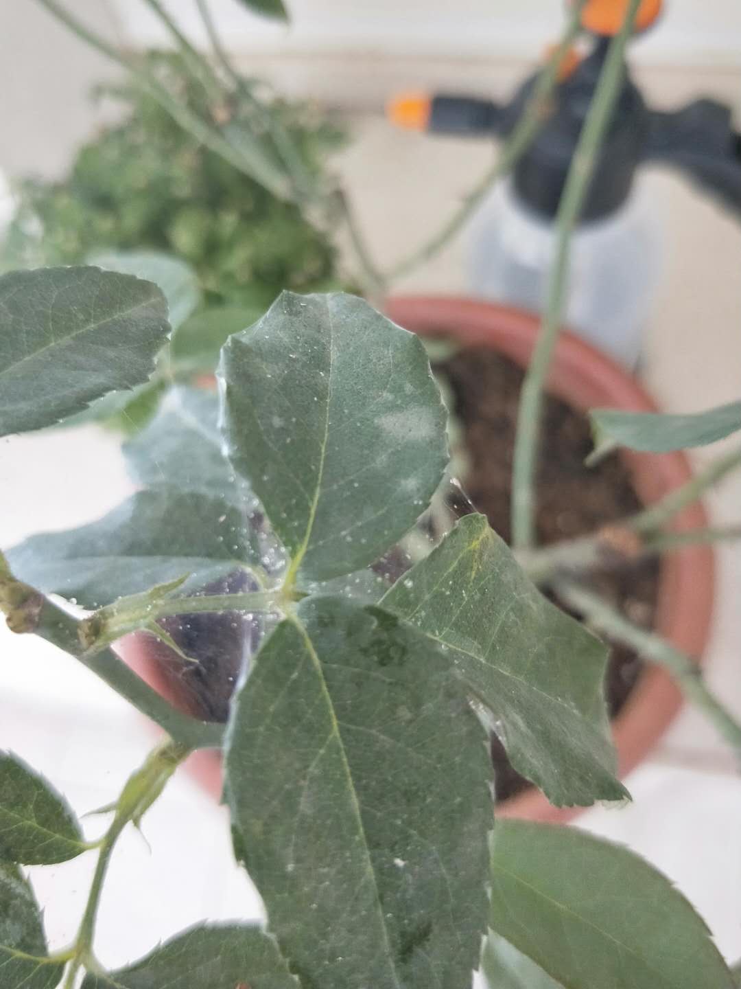 玫瑰生病怎么治,玫瑰生病有哪些症状图