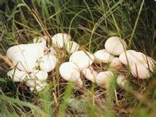 口蘑的产地在哪里,口蘑是不是中国美味蘑菇