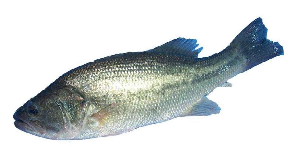 奶粉没有成品检测日期,奶粉没有生产日期批号怎么处罚