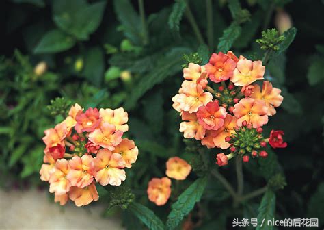 美女樱认不得？只怪它衣服太多