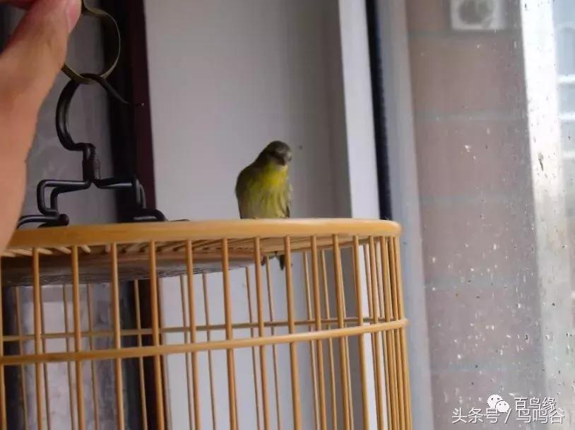 新手养鸟注意事项大全图片,新手养鸟要注意什么