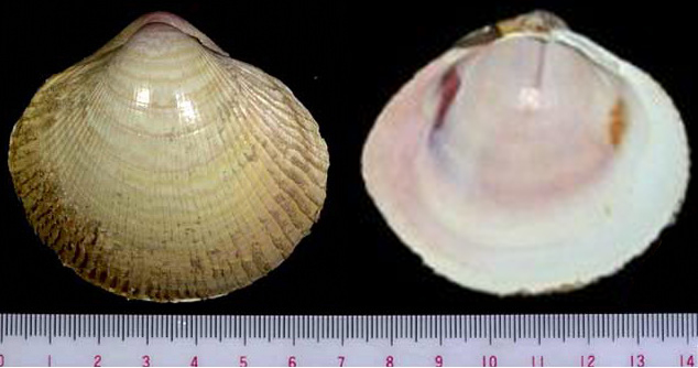 海边贝类种类,各种贝类的名称