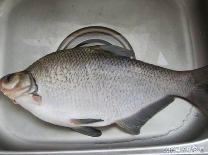 老是煎鱼粘锅掉皮什么原因造成的,煎鱼怎样不粘锅不破皮的正确做法