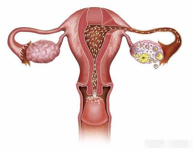 精子想要和卵子结合，要经过这3个关卡，感觉自己能怀孕真幸运！