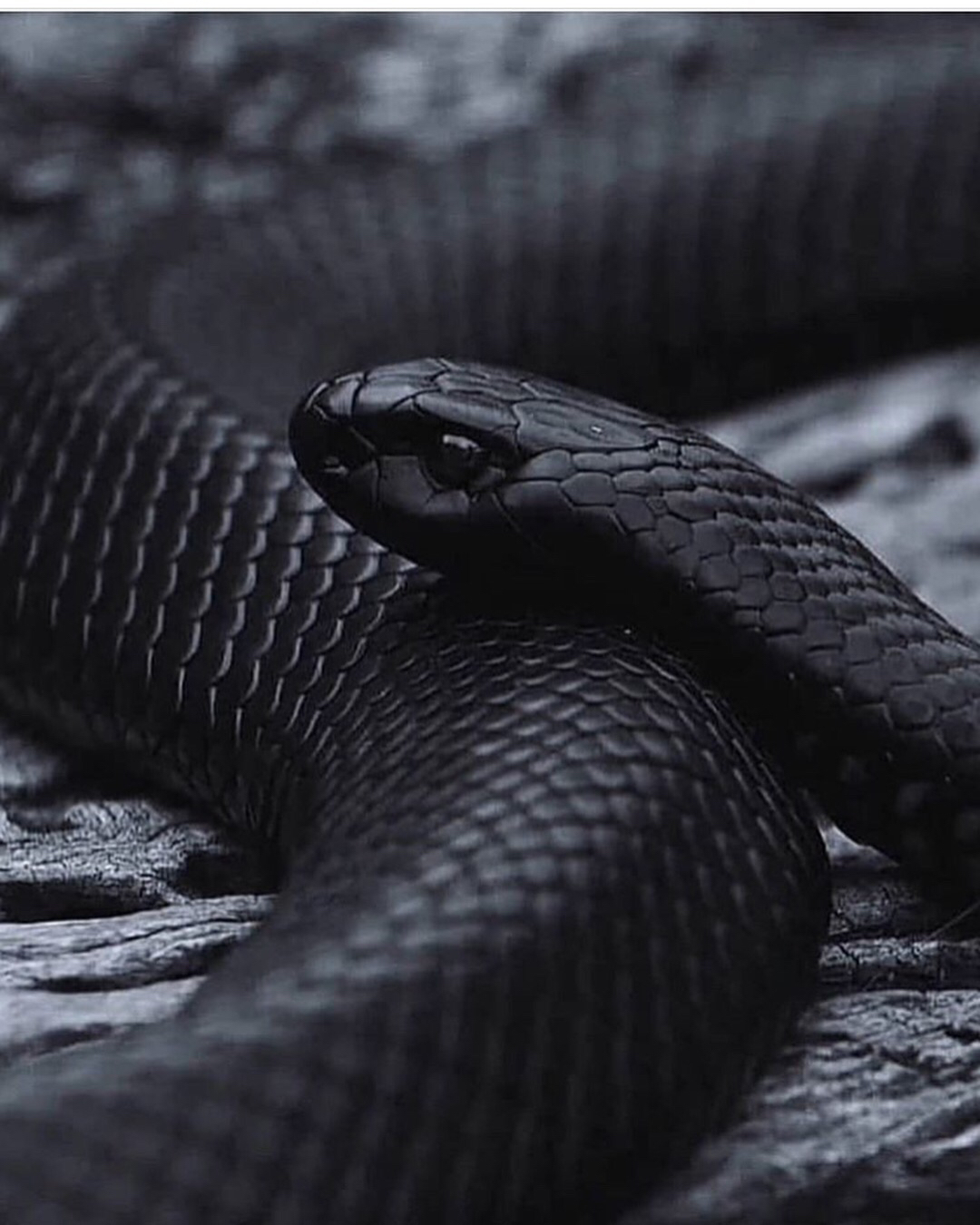 暗黑霸气古风女生专属壁纸,壁纸ins暗黑图集