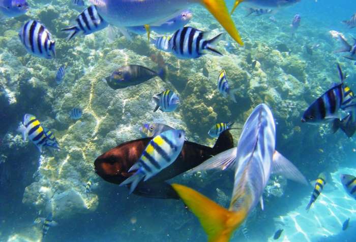 海洋下潜深度解析,海洋深度到底有多深1米