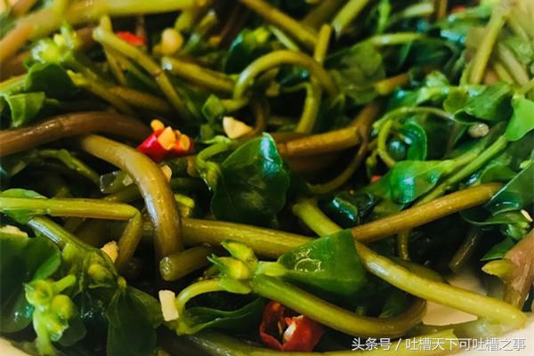 马齿苋凉拌菜方法,凉拌马齿苋怎么做才好吃呢