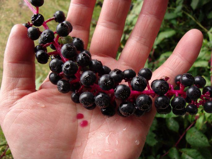 总被农民误当人参种植，夏末农民傻眼了，没毁掉的农民却用它致富