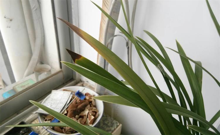 兰花叶子干枯不长怎么办,盆栽茶花叶子尖干枯怎么办