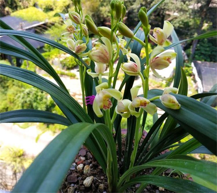 兰花叶子干枯不长怎么办,盆栽茶花叶子尖干枯怎么办