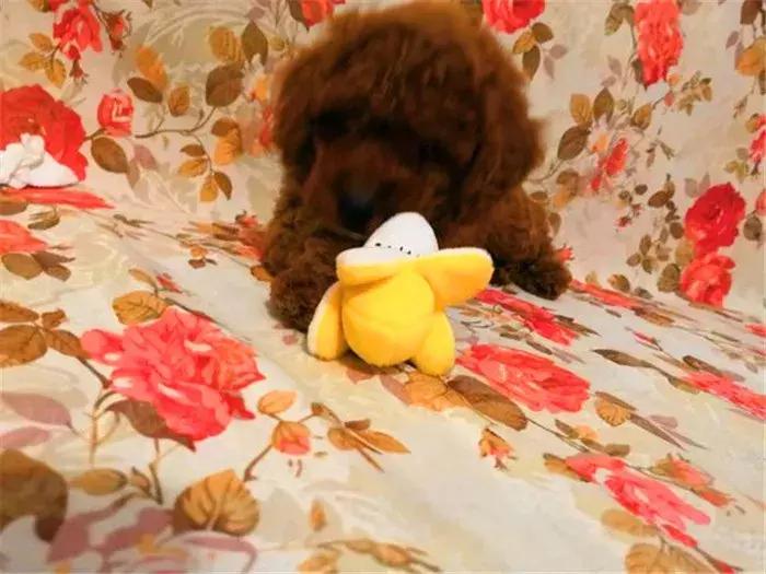 泰迪为什么那么爱挑衅大狗,泰迪狗仗人势的坏习惯怎么纠正