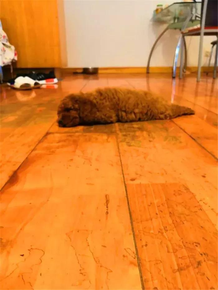 泰迪狗易怒咬人怎么训练,泰迪狗很凶爱咬人越打越凶怎么办