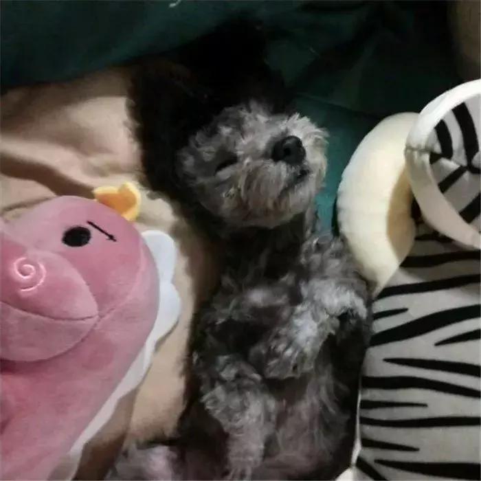 泰迪狗易怒咬人怎么训练,泰迪狗很凶爱咬人越打越凶怎么办