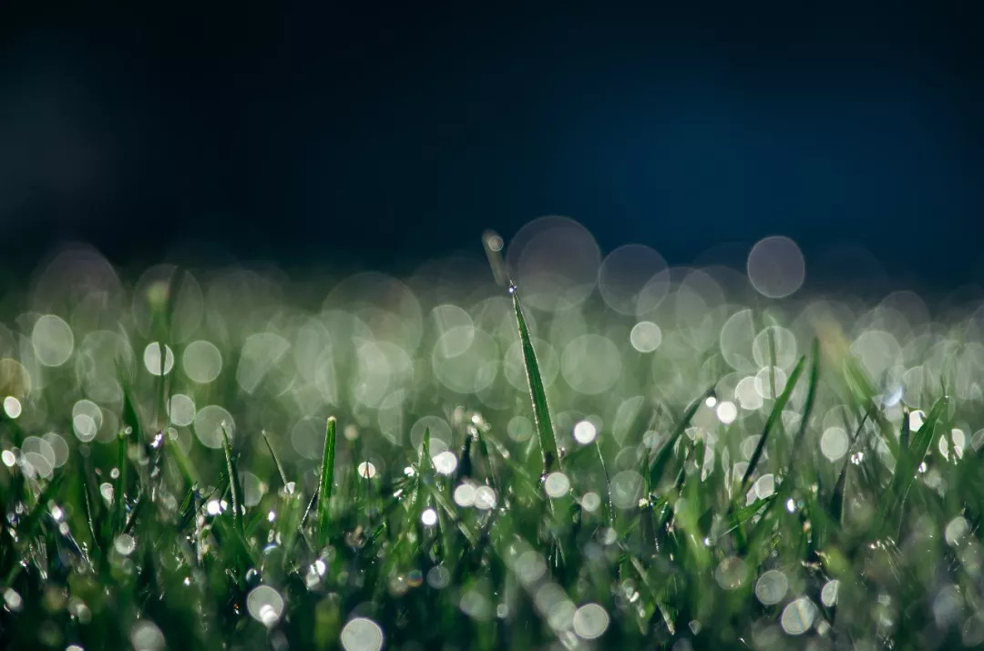 白露｜秋荷一滴露，露自何处来？