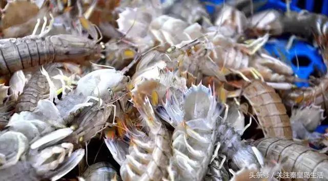开海后的生猛海鲜已抵达秦皇岛,秦皇岛开海前的海鲜