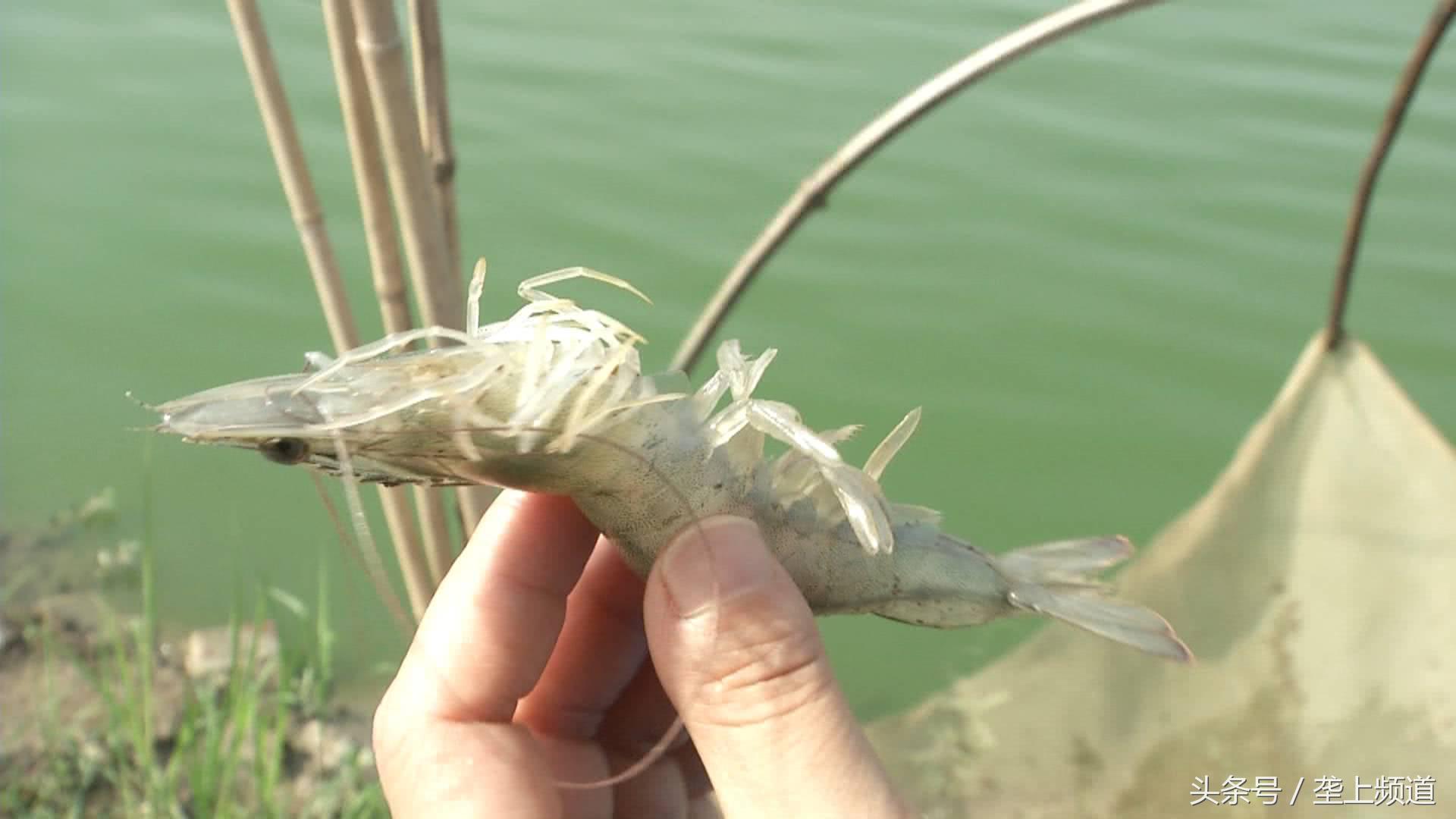 南美白对虾肤白貌美大长“腿”，父亲管养，女儿管卖！快来尝鲜！