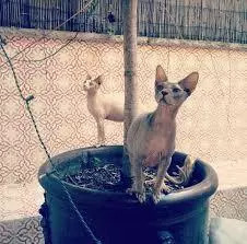 维密超模猫咪,维密秀猫咪