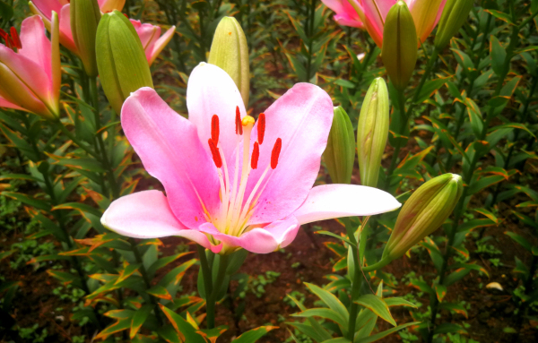 石象湖郁金香门票,石象湖百合花景点