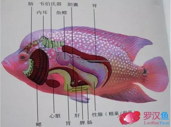 罗汉鱼不爱吃食怎么回事,罗汉鱼怎么养不会生病