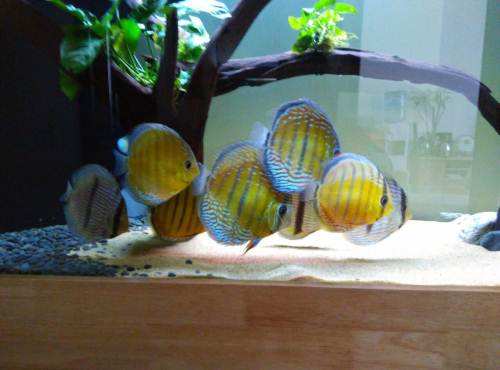 鱼缸出现油膜用什么鱼清理,鱼缸水面有油膜和气泡怎么办