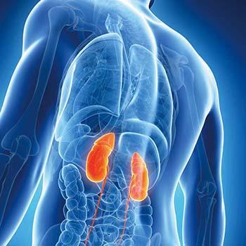 黑豆蛋白质含量是牛肉多少倍,黑豆含的蛋白质比牛奶高吗