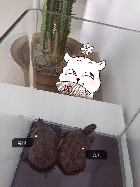 「龟友记录」萌妹子养龟全纪录（第一部）