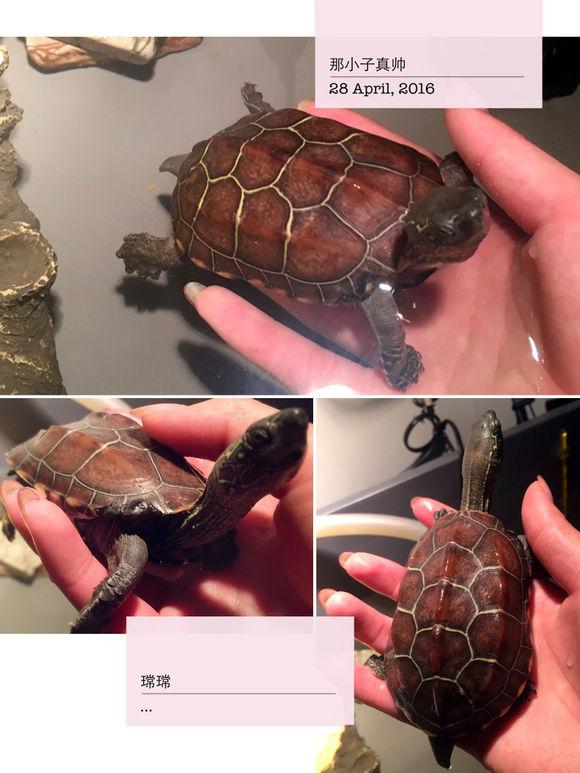 「龟友记录」萌妹子养龟全纪录（第一部）