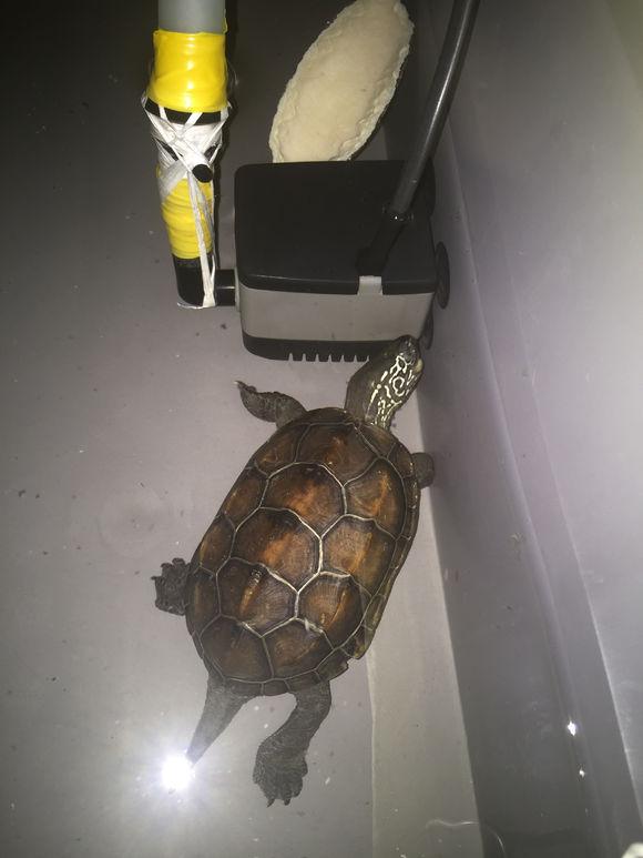 「龟友记录」萌妹子养龟全纪录（第一部）