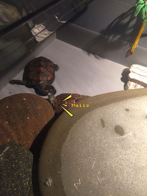 「龟友记录」萌妹子养龟全纪录（第一部）