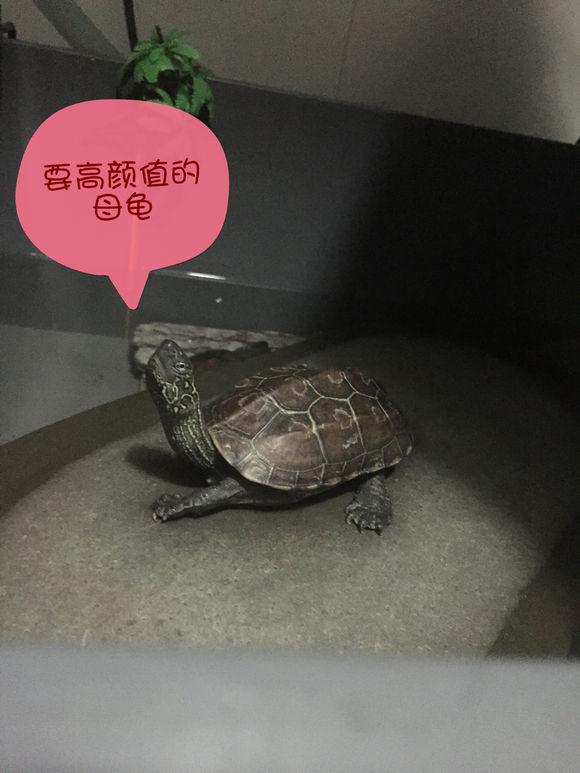 「龟友记录」萌妹子养龟全纪录（第一部）