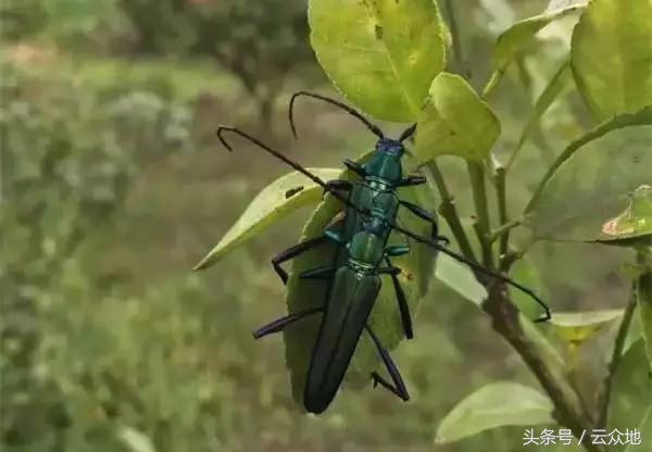 柑橘成熟长虫是什么原因,柑橘防树头虫