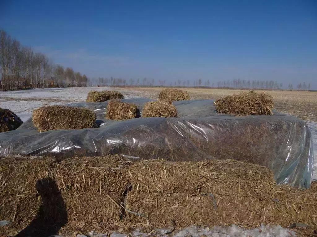 禁止燃烧秸秆田里的秸秆怎么处理,私自烧秸秆如何处罚