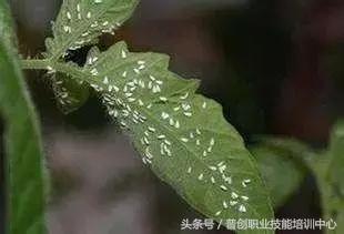 种菜病虫害的防治口诀,种菜小知识大全预防病虫害