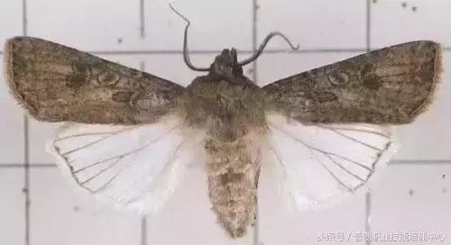 地老虎生长过程,如何杀死地老虎