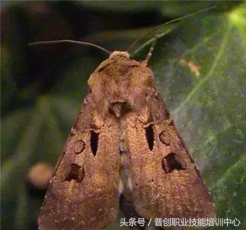 地老虎生长过程,如何杀死地老虎