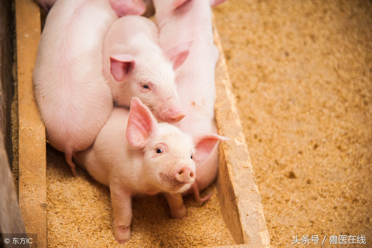 母猪产程过长导致死胎,母猪产程延长的后遗症