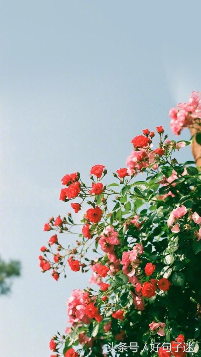 精辟有深度的签名,心情语录精致走心句句说到心窝上